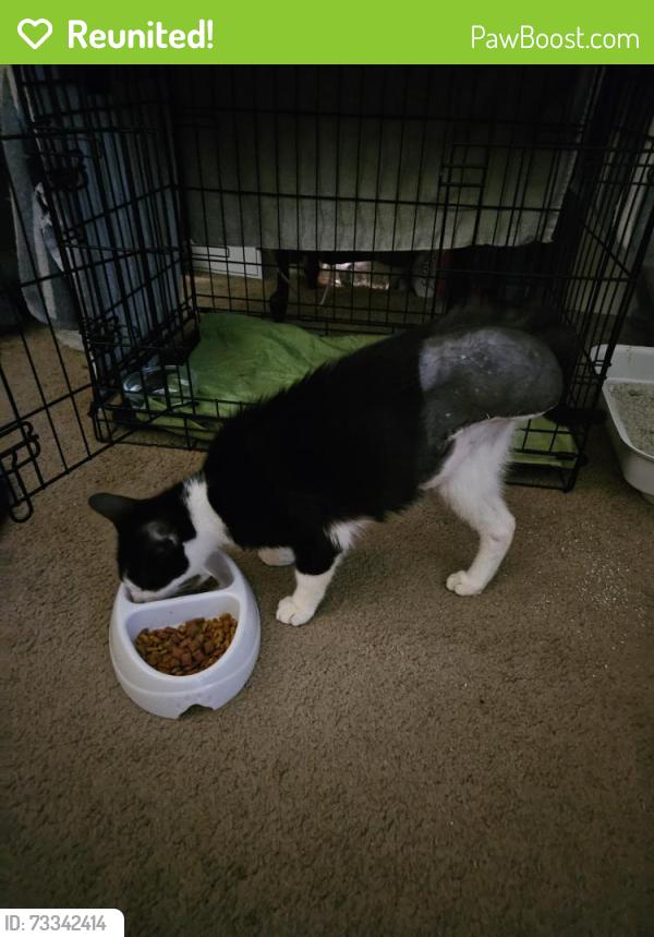 Reunited Male Cat last seen Tucker drive, North Fort Myers, FL 33917