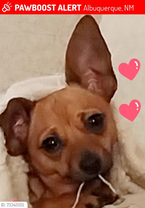 Lost Female Dog last seen Passelo del norte, Albuquerque, NM 87109