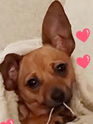 Lost Female Dog last seen Passelo del norte, Albuquerque, NM 87109