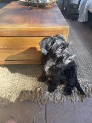 Lost Female Dog last seen River walk park, Bakersfield, CA 93311