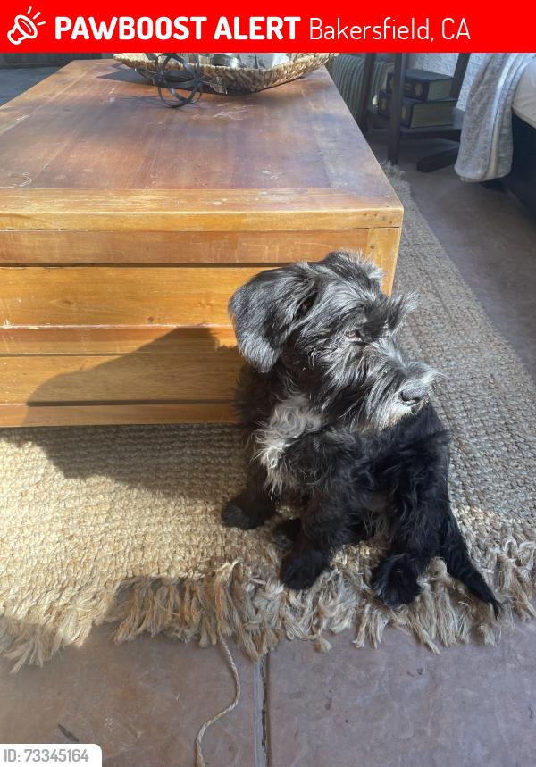 Lost Female Dog last seen River walk park, Bakersfield, CA 93311