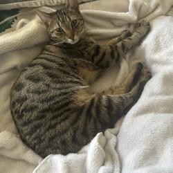 Reunited Female Cat last seen 8th Ave W & 128th St, Everett, WA 98204