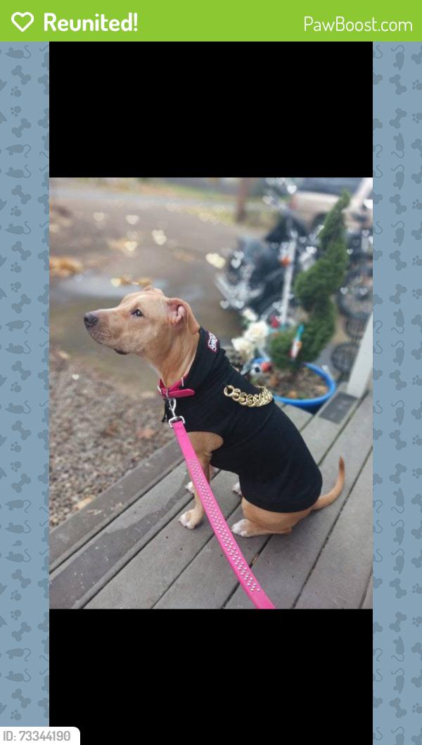 Reunited Female Dog last seen Idylwood dr and commercial st, Salem, OR 97302