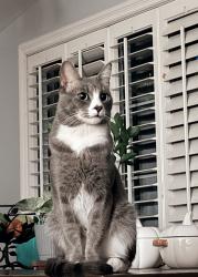 Lost Male Cat last seen 8th street and Maclay, San Fernando, CA 91340