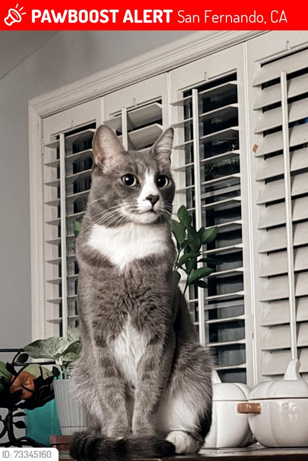 Lost Male Cat last seen 8th street and Maclay, San Fernando, CA 91340