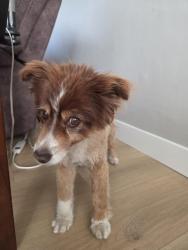 Reunited Female Dog last seen Near west 5400 south, kearns Ut, Kearns, UT 84118