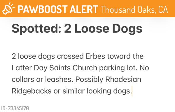 Found/Stray Unknown Dog last seen Erbes near LDS Church, Thousand Oaks, CA 91360