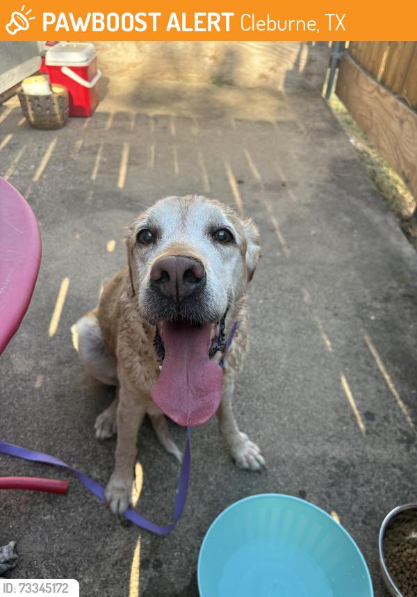 Found/Stray Unknown Dog last seen Sun valley dr, Cleburne, TX 76033