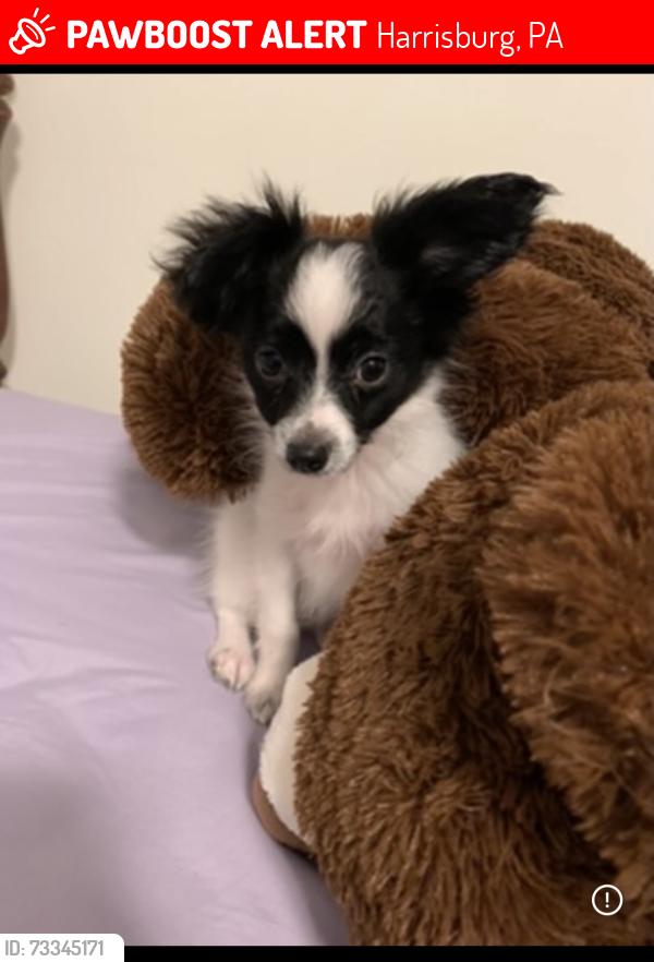 Lost Male Dog last seen Near Briggs st Harrisburg pa, Harrisburg, PA 17103