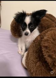 Lost Male Dog last seen Near Briggs st Harrisburg pa, Harrisburg, PA 17103