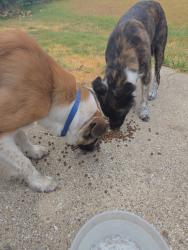 Found/Stray Male Dog last seen havenwood and waterbird, Garland, TX 75043
