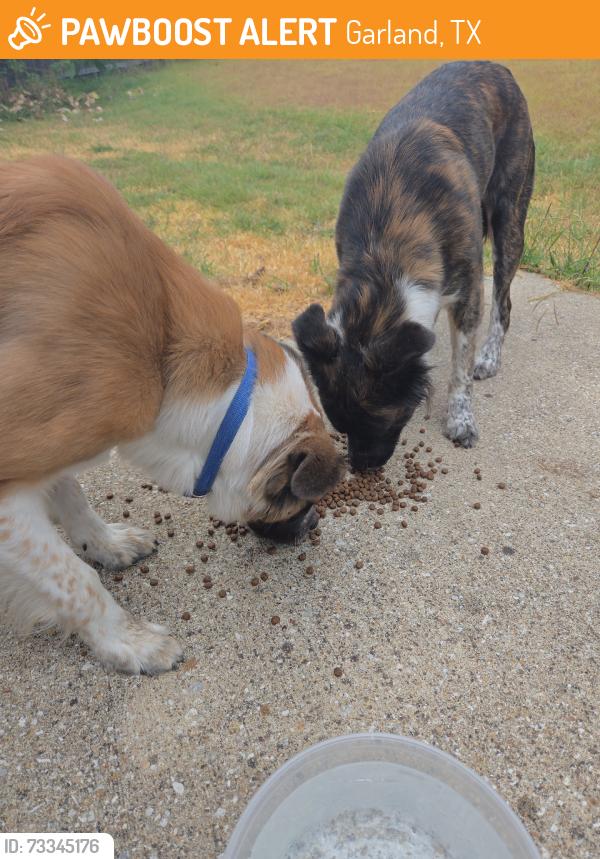 Found/Stray Male Dog last seen havenwood and waterbird, Garland, TX 75043