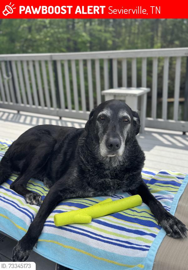 Lost Male Dog last seen Near Blackthorn Trail Sevierville, TN 37876 United States, Sevierville, TN 37876