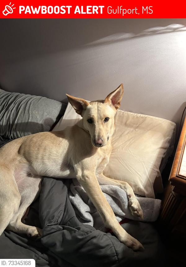 Lost Female Dog last seen Three Rivers Rd. And Windsong Dr., Gulfport, MS 39503