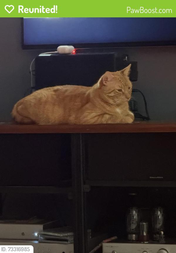 Reunited Male Cat last seen Near knotty wood lane Wellington 33414, Wellington, FL 33414