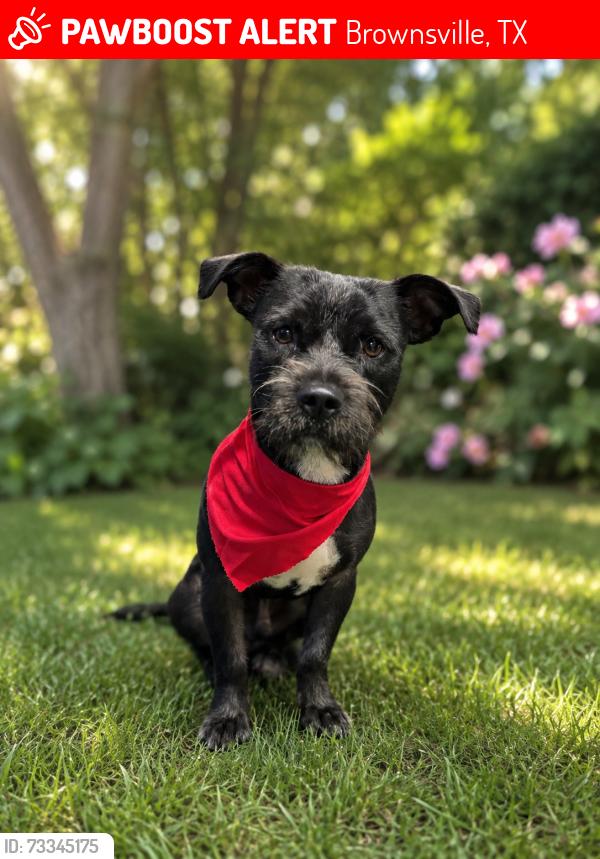 Lost Male Dog last seen clbh, Brownsville, TX 78521