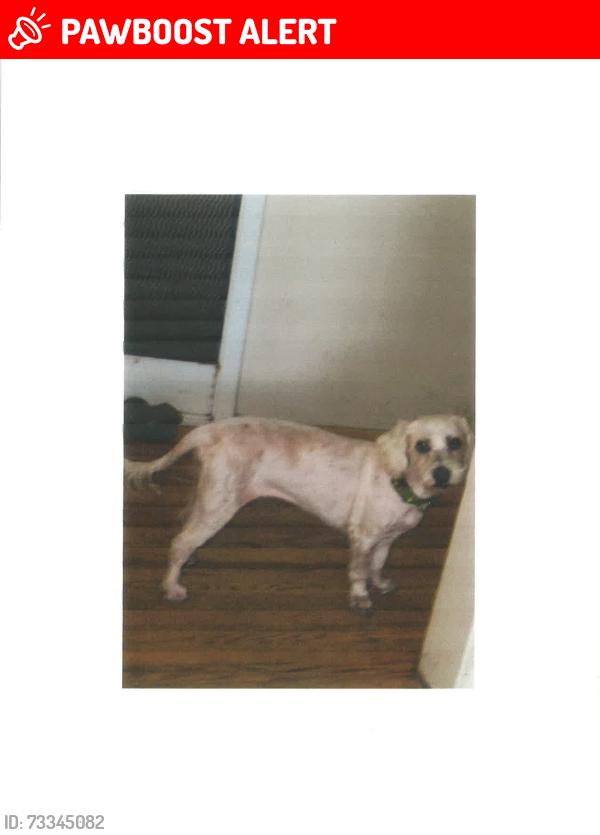Lost Female Dog last seen P V DRIVE EAST @ STONEHENGE, Rancho Palos Verdes, CA 90275