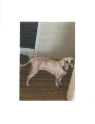 Lost Female Dog last seen P V DRIVE EAST @ STONEHENGE, Rancho Palos Verdes, CA 90275