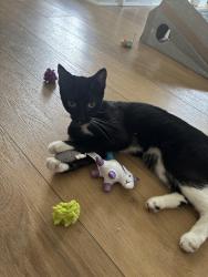 Lost Female Cat last seen Kenmore ave and Niagara fall blvd, Buffalo, NY 14223