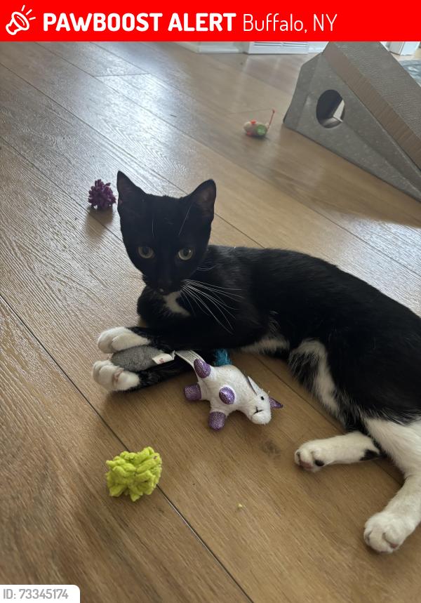 Lost Female Cat last seen Kenmore ave and Niagara fall blvd, Buffalo, NY 14223