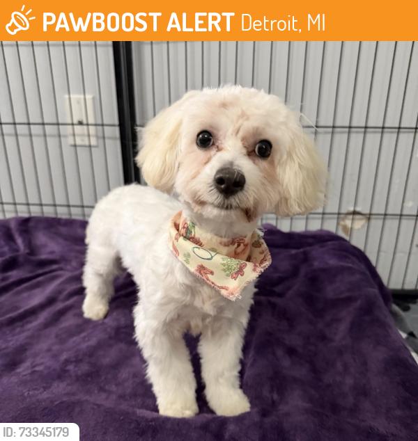 Found/Stray Male Dog last seen Selden Standard, Detroit, MI 48226