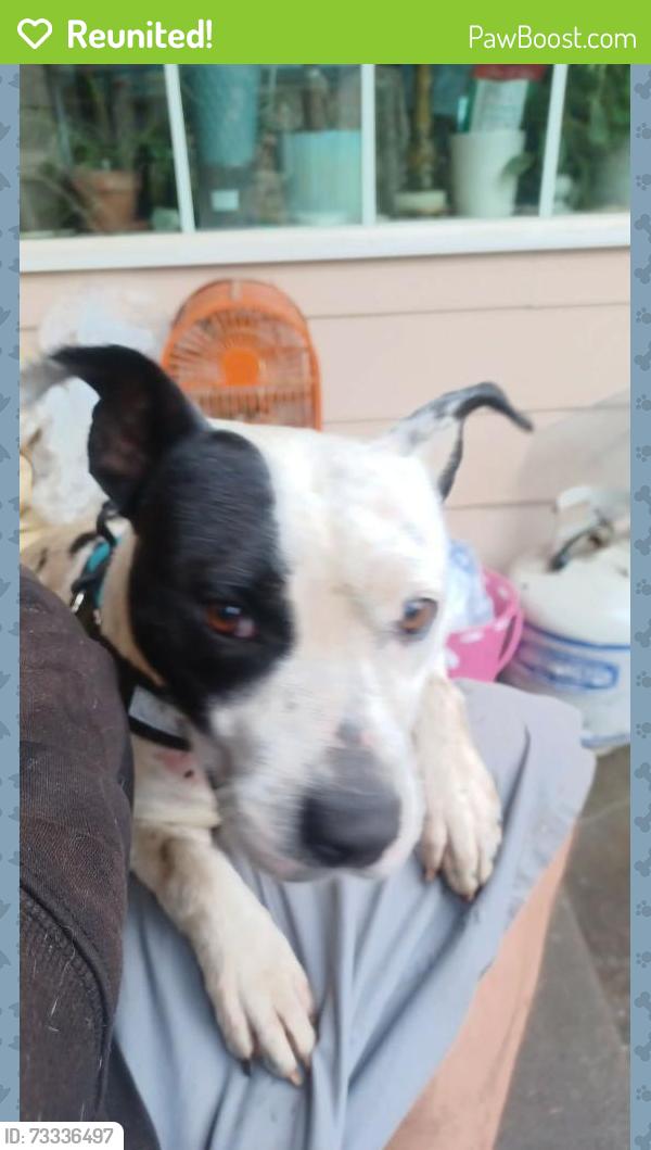 Reunited Female Dog last seen 158th northeast sandy boulevard Portland Oregon 97230, Portland, OR 97220