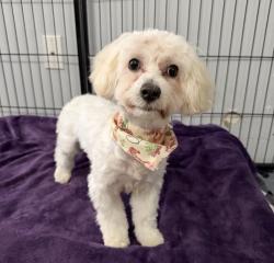 Found/Stray Male Dog last seen Selden Standard, Detroit, MI 48226