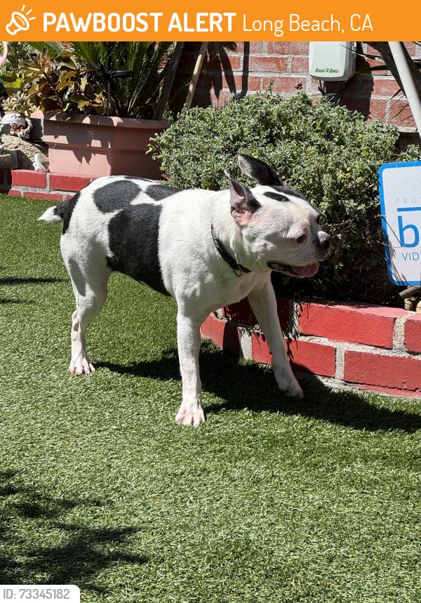 Found/Stray Unknown Dog last seen 14th & Temple, Long Beach, CA 90804