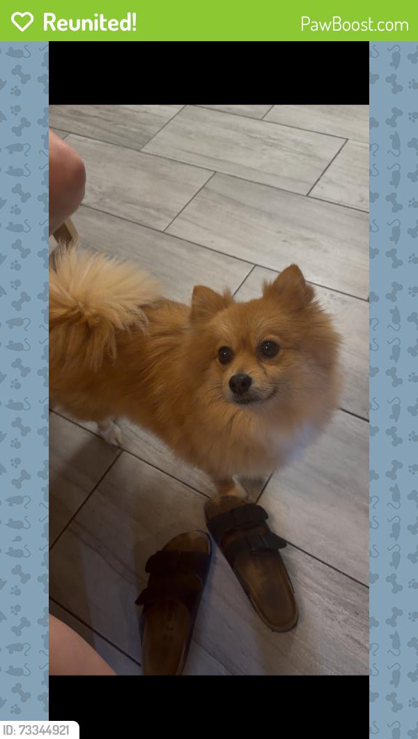 Reunited Male Dog last seen Sasche rd and salmon ests, Sachse, TX 75048