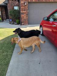 Reunited Unknown Dog last seen Dobbs rd, Harrah, OK 73045