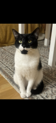 Lost Male Cat last seen Gas street, West Midlands, England 