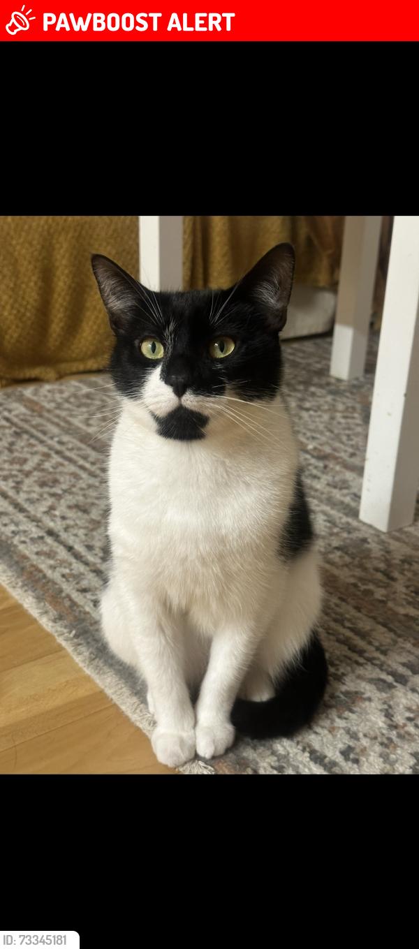 Lost Male Cat last seen Gas street, West Midlands, England 