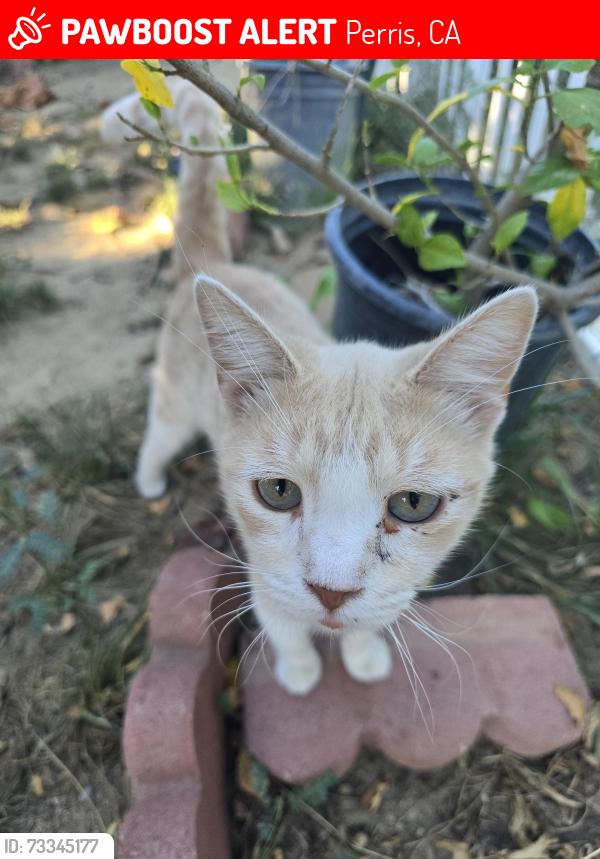 Lost Male Cat last seen Caljaco, Perris, CA 92570