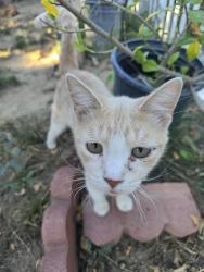 Lost Male Cat last seen Caljaco, Perris, CA 92570