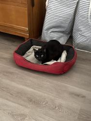 Reunited Male Cat last seen Roosevelt and Main, Mesa, AZ 85202