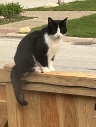 Lost Male Cat last seen Elm circle drive, Oak Lawn, IL 60453