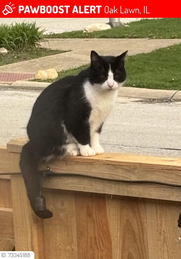 Lost Male Cat last seen Elm circle drive, Oak Lawn, IL 60453