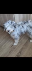 Lost Female Dog last seen Rosedale & Clay Patrick Parr way, Bakersfield, CA 93312