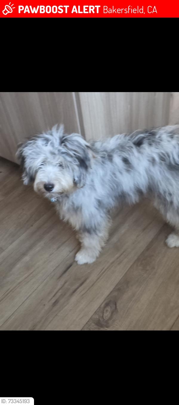 Lost Female Dog last seen Rosedale & Clay Patrick Parr way, Bakersfield, CA 93312