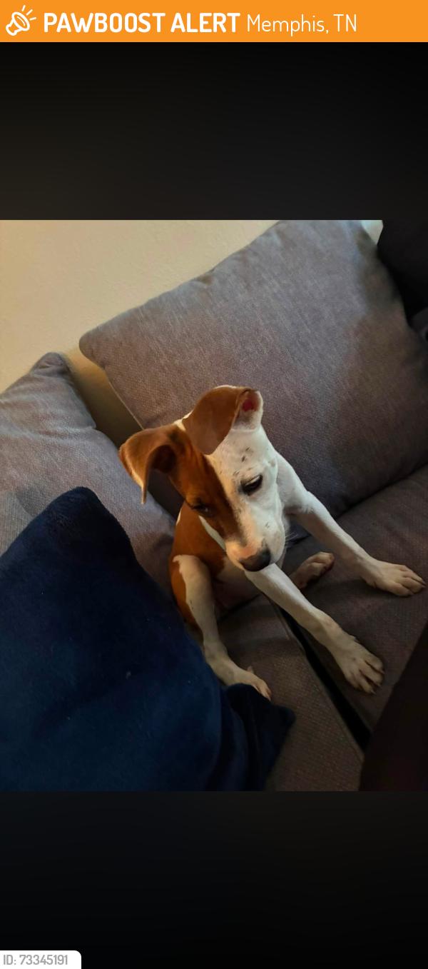 Found/Stray Female Dog last seen Beacon manor, Memphis, TN 38127