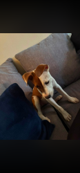 Found/Stray Female Dog last seen Beacon manor, Memphis, TN 38127
