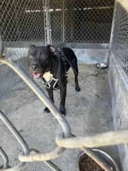 Found/Stray Unknown Dog last seen valley blvd, Rosemead, CA 91770