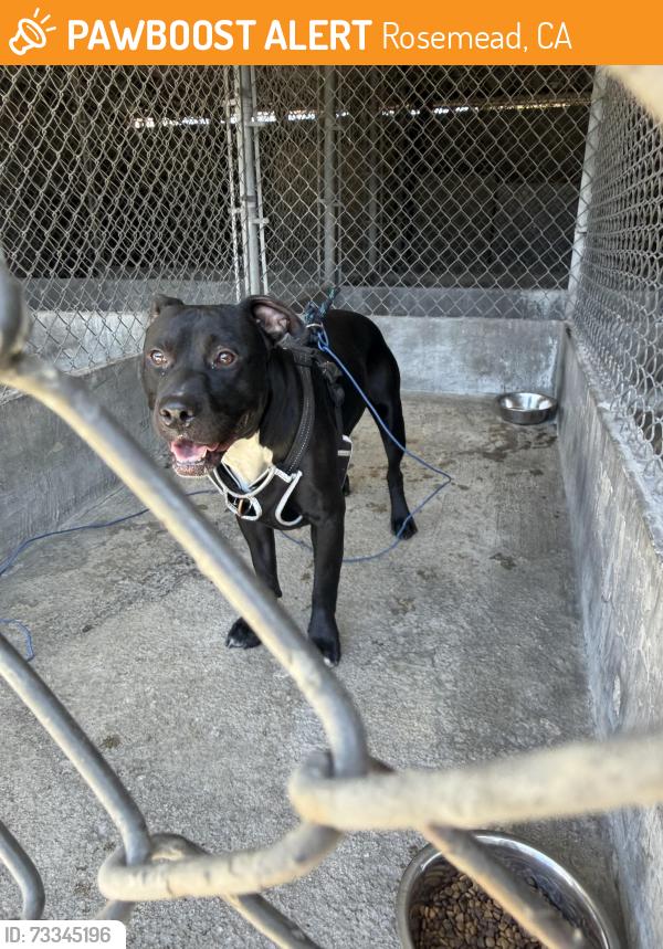 Found/Stray Unknown Dog last seen valley blvd, Rosemead, CA 91770