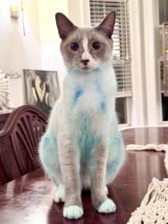 Lost Male Cat last seen Woodstream Rd and Sullivan Rd, Newnan, GA 30265
