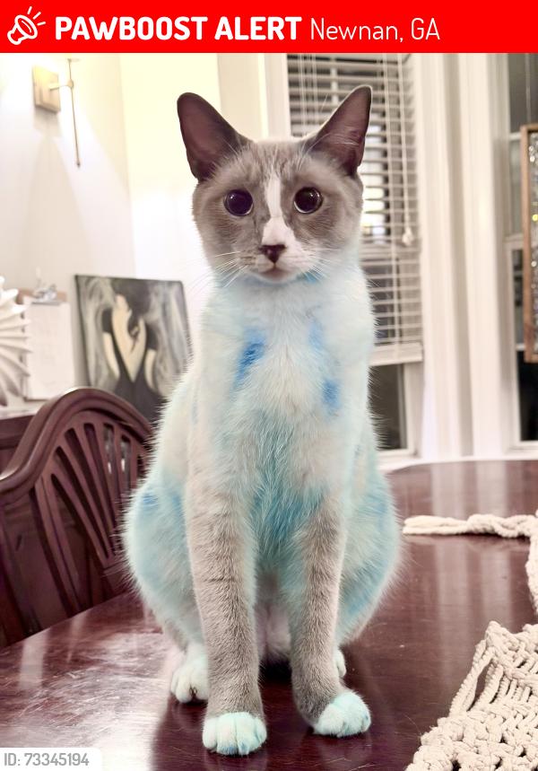 Lost Male Cat last seen Woodstream Rd and Sullivan Rd, Newnan, GA 30265