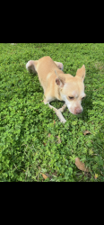 Lost Female Dog last seen mace Street Conroe tx 77303, Conroe, TX 77303