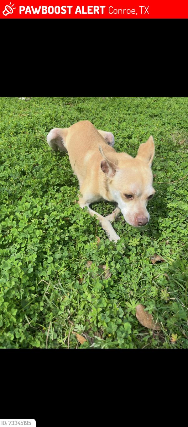 Lost Female Dog last seen mace Street Conroe tx 77303, Conroe, TX 77303