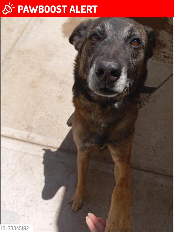 Lost Male Dog last seen calle pino suerez enfrente del campo, Heroica Puebla de Zaragoza, Pue. 72490
