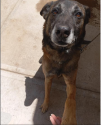 Lost Male Dog last seen calle pino suerez enfrente del campo, Heroica Puebla de Zaragoza, Pue. 72490