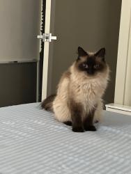 Reunited Female Cat last seen Near 31st Pl S, SeaTac, WA 98188, USA, SeaTac, WA 98188